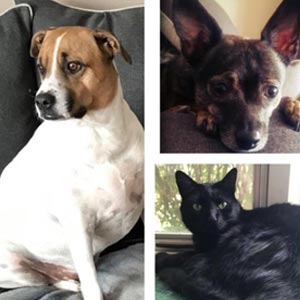 Cookie, Bella, and Boogie