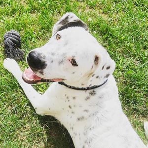 Max